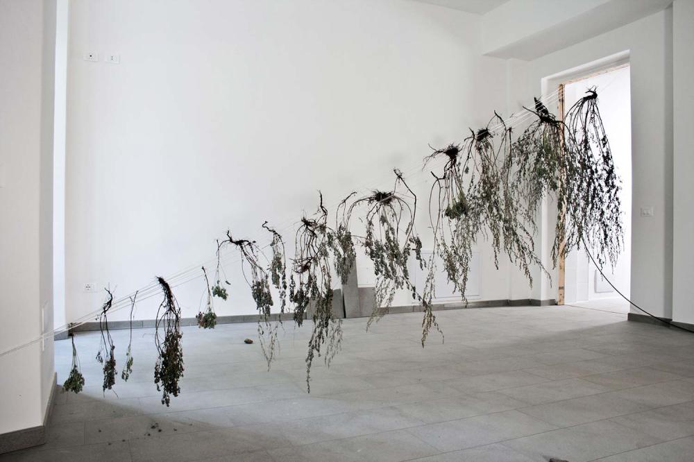 Artemisia assenzio 2012
Piante di artemisia, fili di nylon