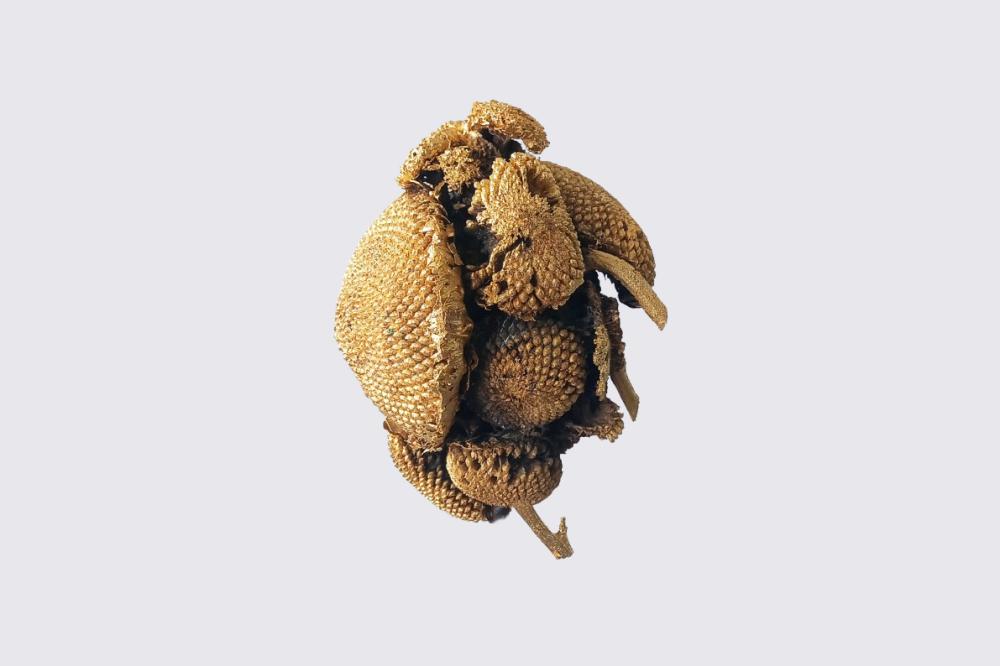 Sunflower#suns 2023 
Ottone e oro 
22x16x16cm.